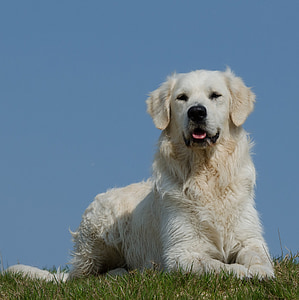 Γκόλντεν Ριτρίβερ, Λιβάδι, σκύλος, τοπίο, το καλοκαίρι, μπλε του ουρανού