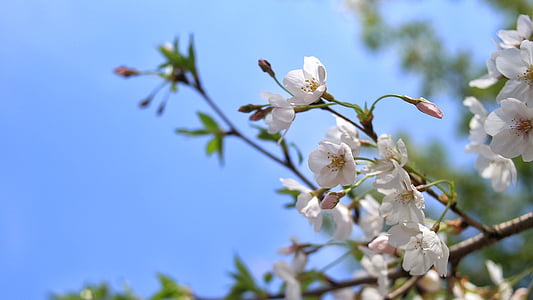 kirsebærtre blomstrer, våren, kunstnerisk unnfangelsen