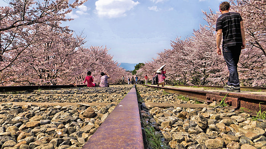 gleise, Japonsko, kvitnúce sakury, romantické, očarujúce, muž, ľudské