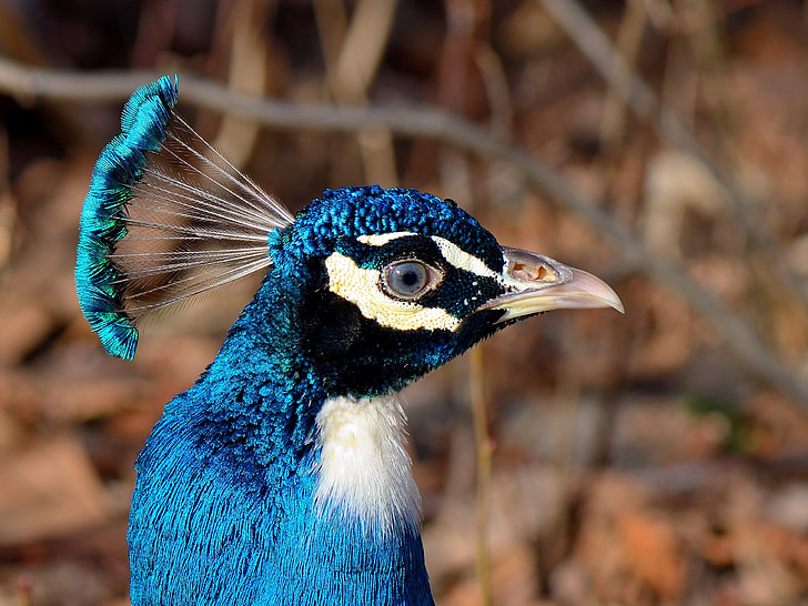 påfugl, fuglen, natur, hodet, blå, Peacock øya