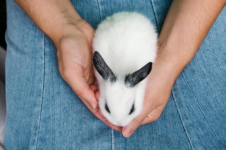 zviera, zajačik, králik, Zajac, cicavec, biela, Veľkonočné