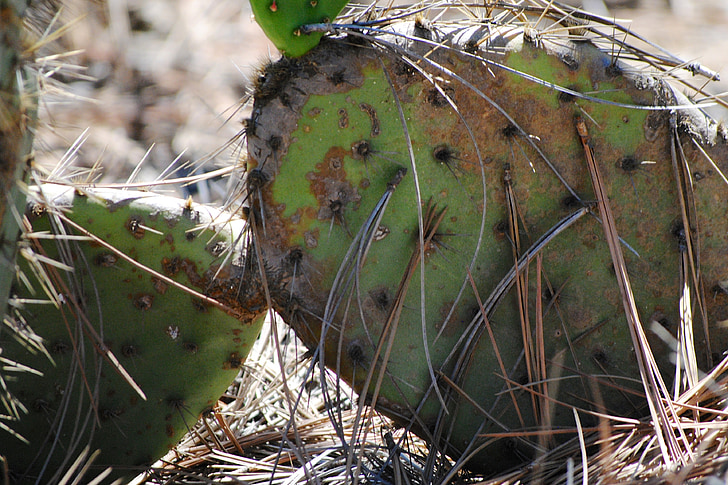 Cactus, Torrey pines, piikit