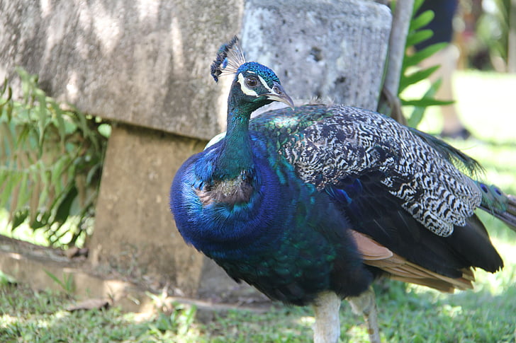 pavo real, pájaro, naturaleza, pluma, azul, animal, colorido
