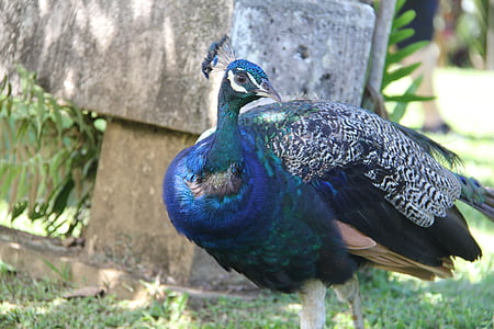 peacock, bird, nature, feather, blue, animal, colorful