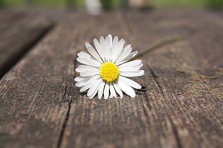 Daisy, bloem, hand, verbondenheid, hout, tabel, geluk