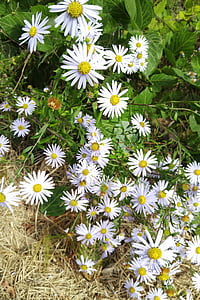 koirohi võistlustel, lilled, valge lill, loodus, taimed, valged lilled, valge