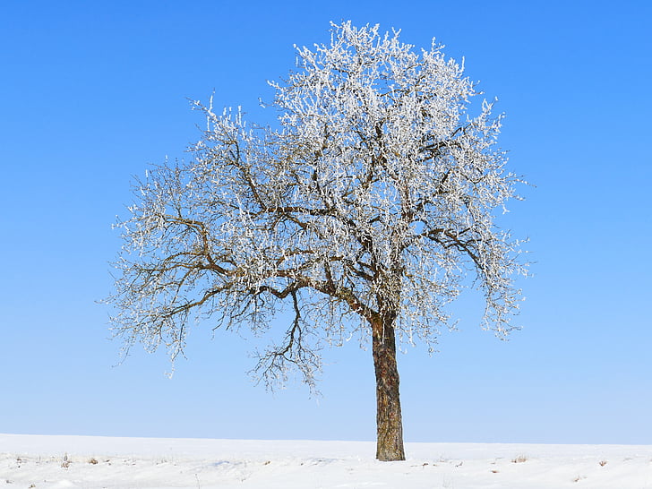 дерево, Иней, Зима, лед, снег, со льдом, холодная