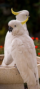 le cacatoès huppé de soufre, perroquet, Cacatua galerita, oiseau, plume, blanc, jaune