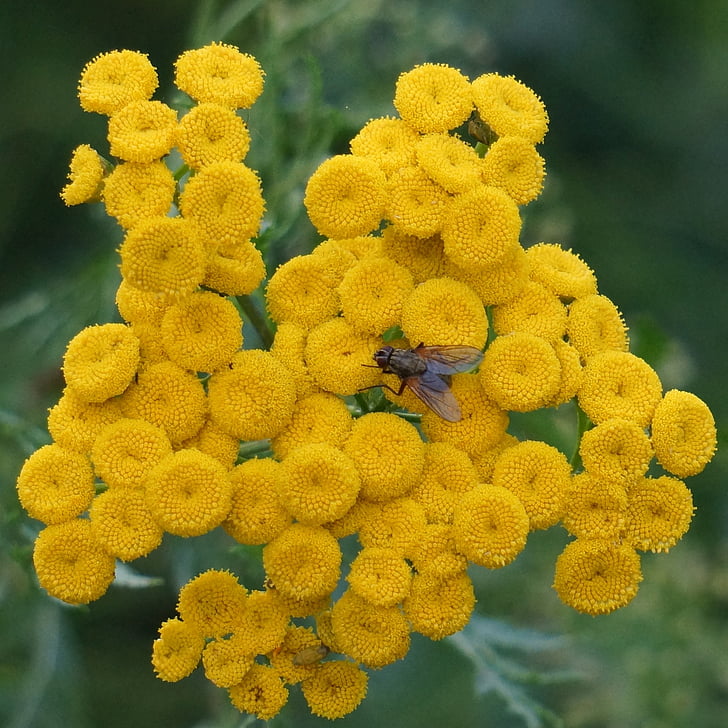 Mochna husí, Tanacetum vulgare, žluté květy, tlačítko květ