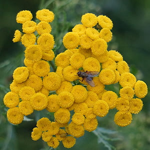tansy, tanacetum vulgare, yellow blooms, button flower