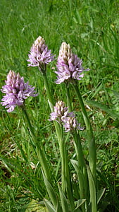 tre-tandad orkidé orchis, tyska orkidé, sällan, gräsmark växter, skyddad, naturen, blomma