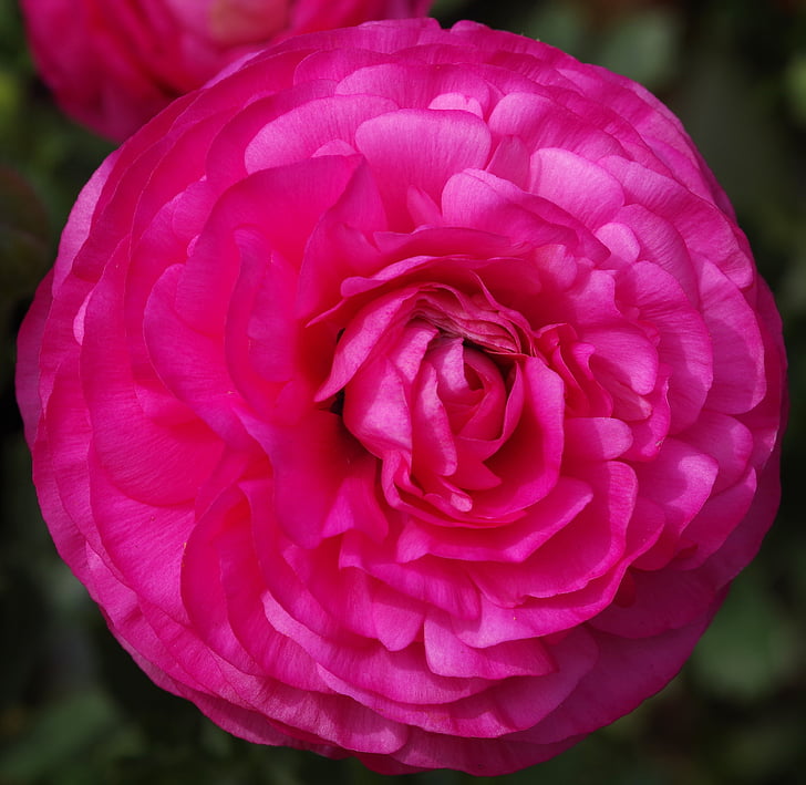 Rosella, flor, Rosa, floral, ornamentals, primavera, planta
