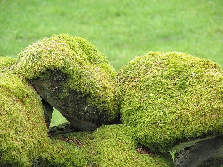 Moss, kivid, kivi, looduslik, Välibassein, keskkond, maastik