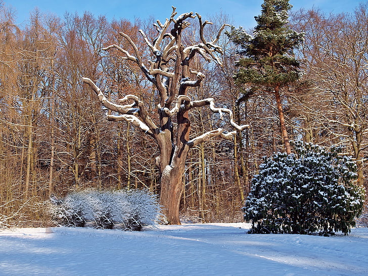 natur, træ, plante, vinter, sne, Frost, kolde - temperatur