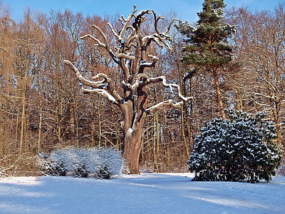 Príroda, strom, rastlín, zimné, sneh, mráz, Studená - teplota