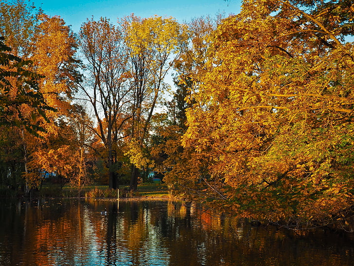 musim gugur, daun, ben10 emas, dedaunan jatuh, emas, alam, warna musim gugur