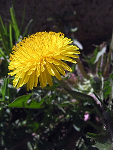diente de León, flor, planta, primavera, naturaleza, amarillo
