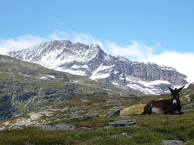 Savoie, lac alb, măgar