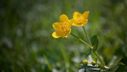 buttercup, plant, weed, toxic, meadow, nature, blossom
