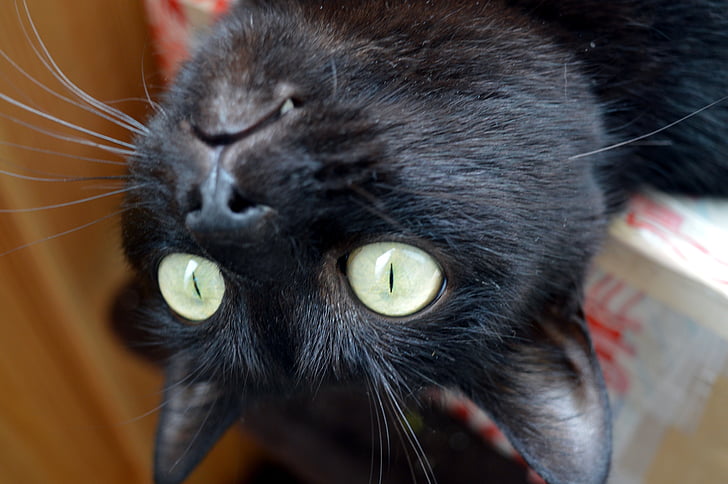pisica, prostesc, deliciul, pisica neagra, curiozitate, surpriza, interesate