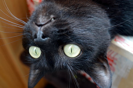 kat, tåbelige, begejstret, sort kat, nysgerrighed, overraskelse, interesserede