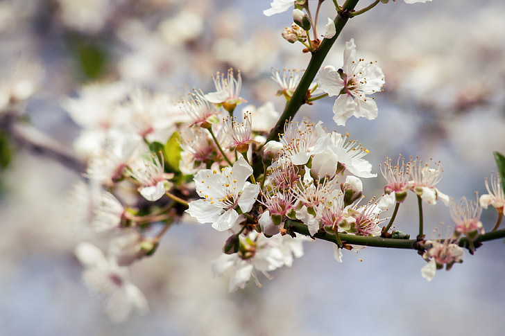 cherry, tree, blossom, bloom, branch, nature, sour cherry