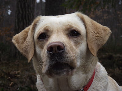 Labrador, hunden, svamp
