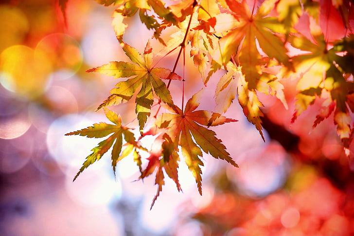 Arce, hojas de arce, surgen, follaje de otoño, otoño, colorido, color de otoño