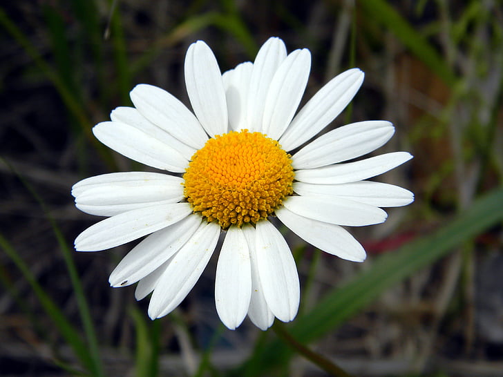 daisy, summer, flower, chamomile, petals, white flowers, white