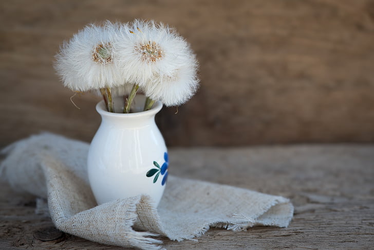 dandelion, tussilago farfara, seeds, white, vase, deco, country life