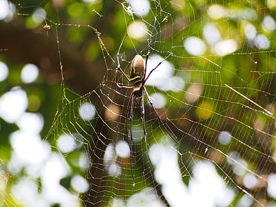 laba-laba, kelambu, berburu, Duduk dan menunggu, Nephila pilipes, jaring laba-laba, alam
