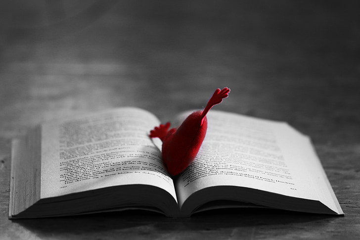 หัวใจ, หมอน, เล็ก ๆ, หนังสือ, ความรัก, สีแดง, โรแมนติก