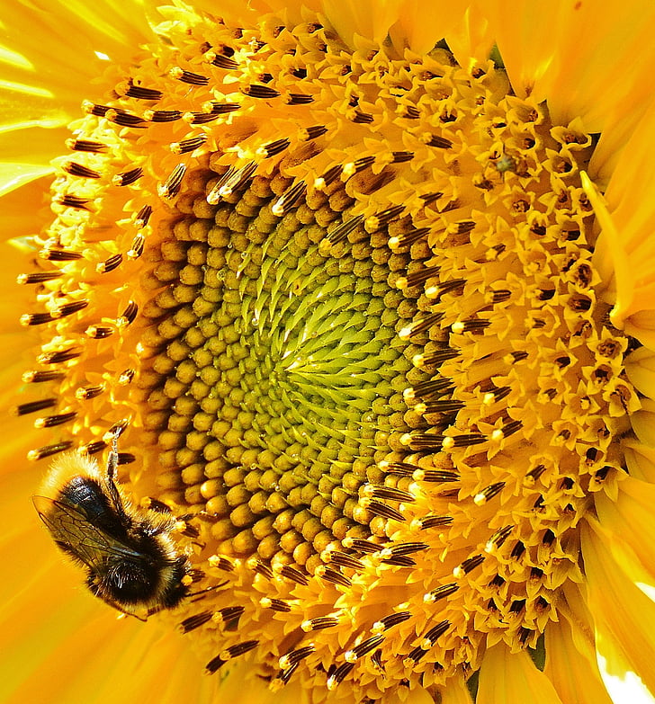Sun flower, Hummel, Latem, ogród, kwiat, Bloom, żółty
