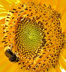 sun flower, hummel, summer, garden, blossom, bloom, yellow