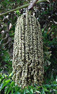 Fishtail palm, jaggery palm, Toddy palm, palm vin, caryota urens, Arecaceae, copac