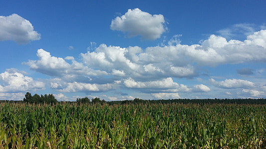 Viljapõllu, mais, põllumajandus, väli, pilved, taevas, suvel