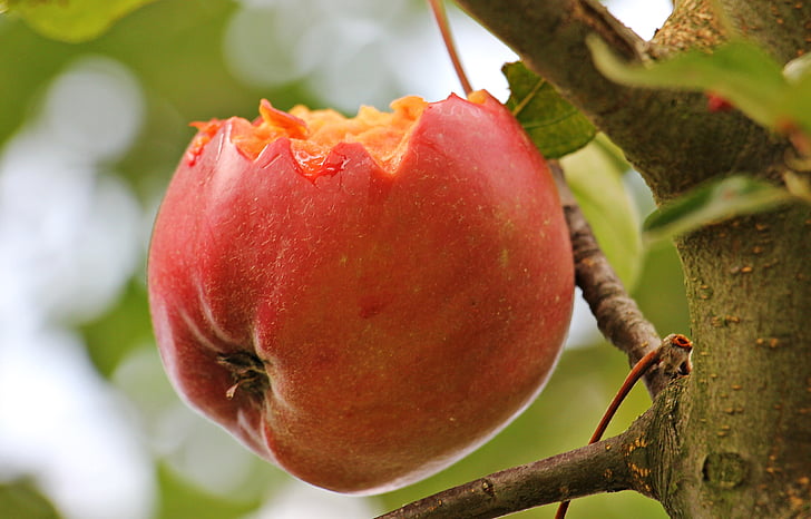 Apple, epletreet, kernobstgewaechs, frukt, treet, rød, natur
