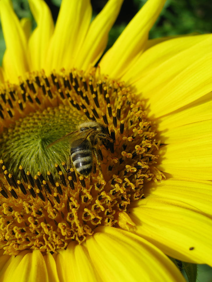sun flower, bee, yellow, nectar, insect, busy bee