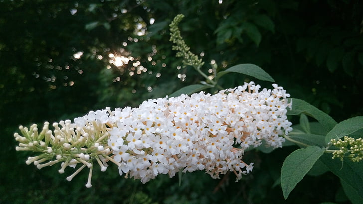 Blume, Anlage, Grün