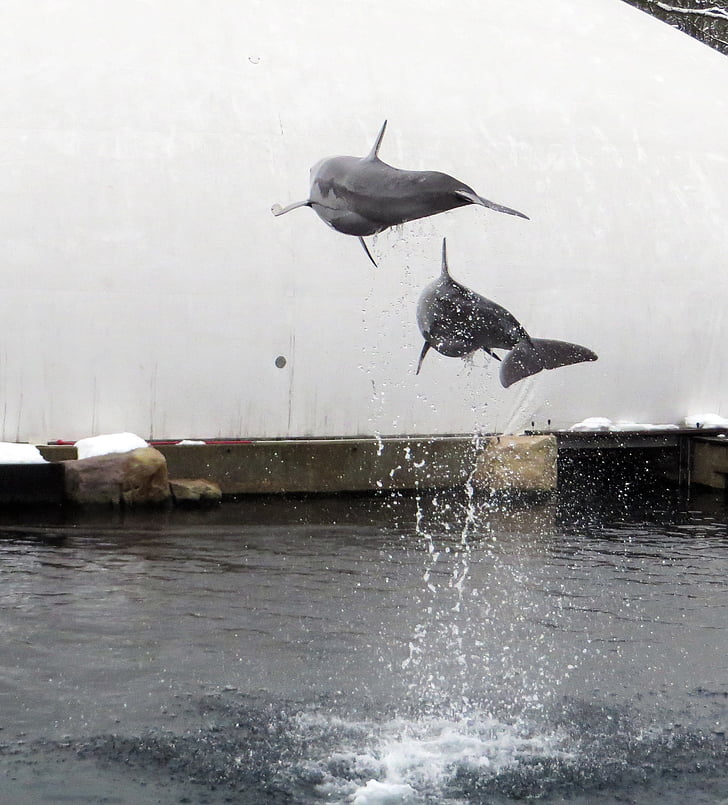 delfín, more, morské cicavce, skok