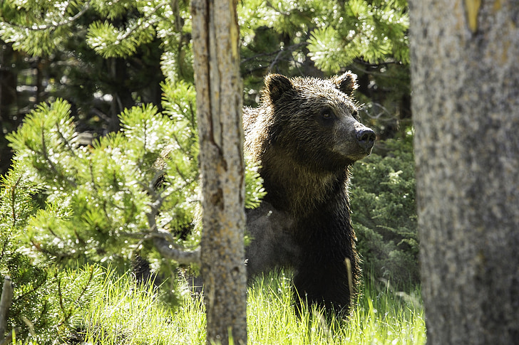 grizzly medve, erdő, keres, gyaloglás, portré, nagy, természet