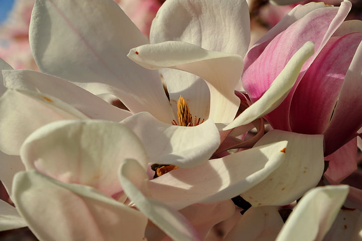 Magnolia, magnoliapuu, kevään, vaaleanpunainen, kasvi, Blossom, Bloom