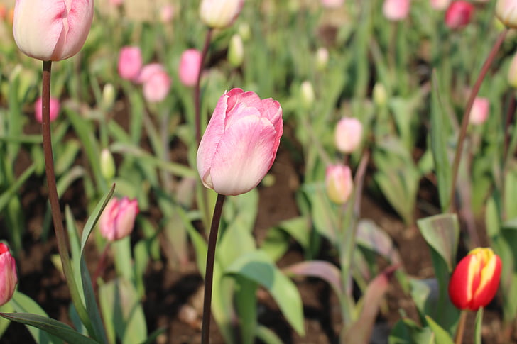 Tulpe, Anlage, natürliche