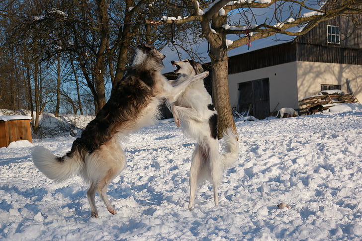 Greyhound, ravotten, Borzoi