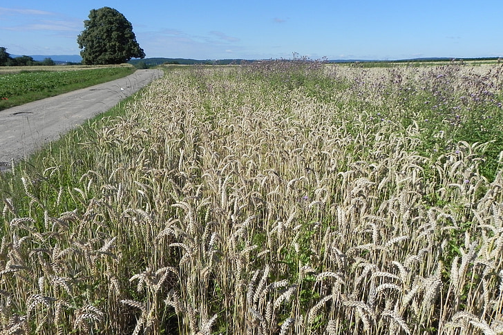 wheat, field, cereals, spike, grain, cornfield, wheat field