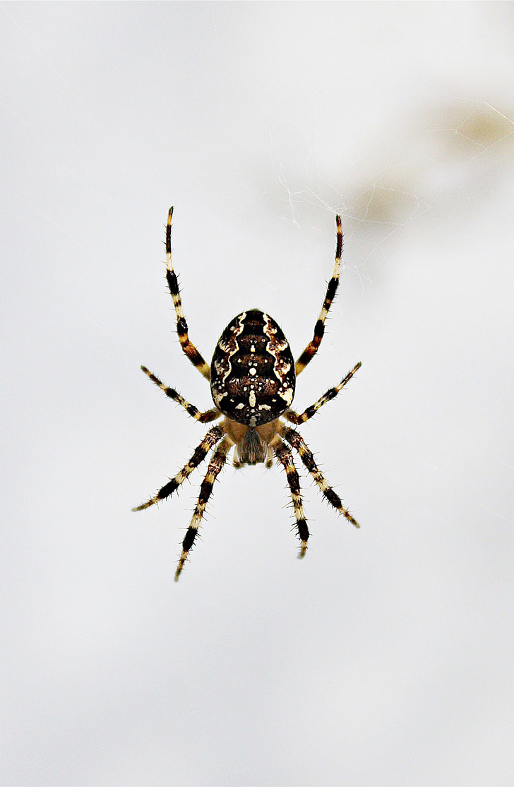 edderkop, netværk, Luk, Spider makro, natur