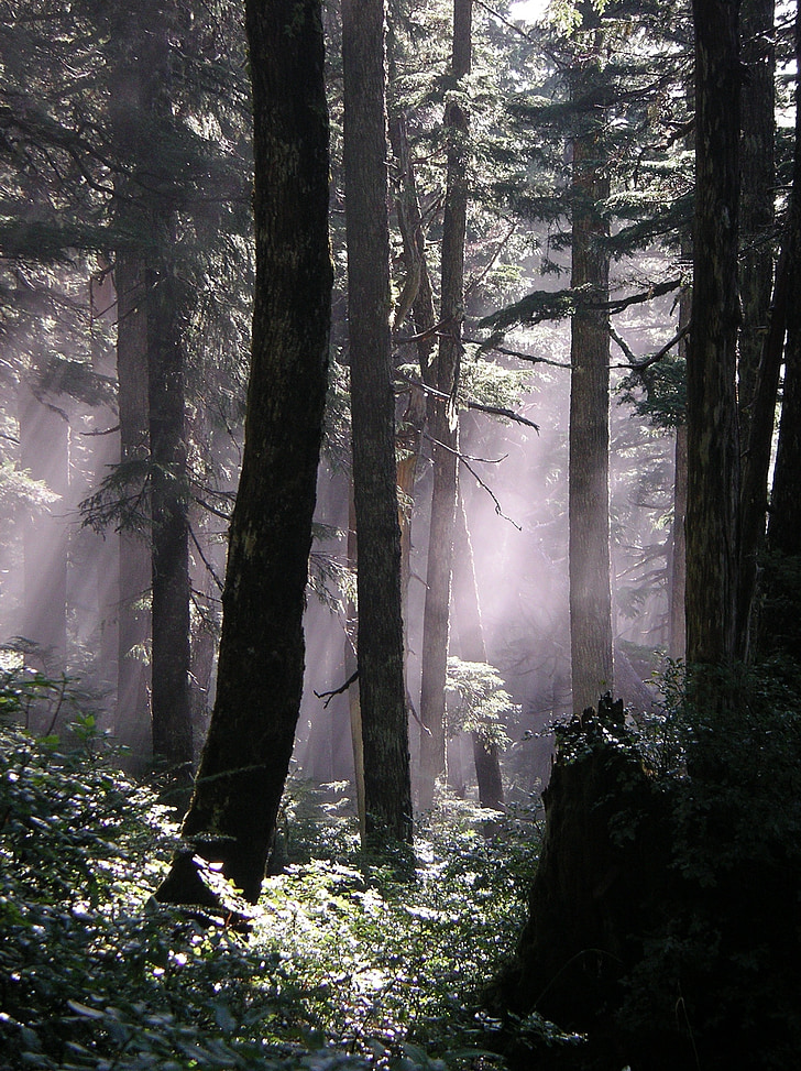 δέντρα, δάσος, τοπίο, γραφική, φυσικό, ξύλα, ομίχλη