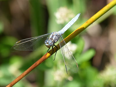 Dragonfly, blå dragonfly, orthetrum cancellatum, stammen, dammen, våtmarksområde, insekt