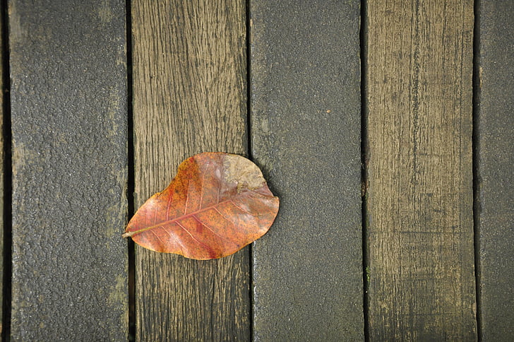 the leaves, wood background, autumn, leaf, nature, wood - Material, backgrounds