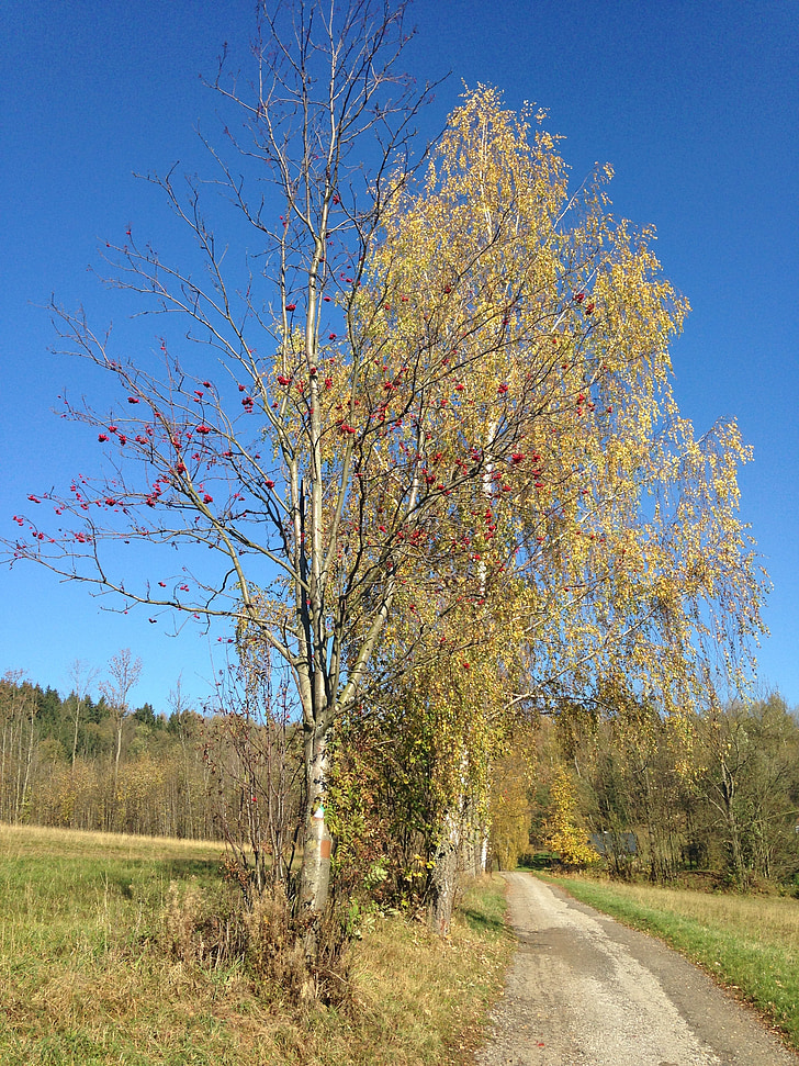 autumn, birch, path, landscape, blue sky